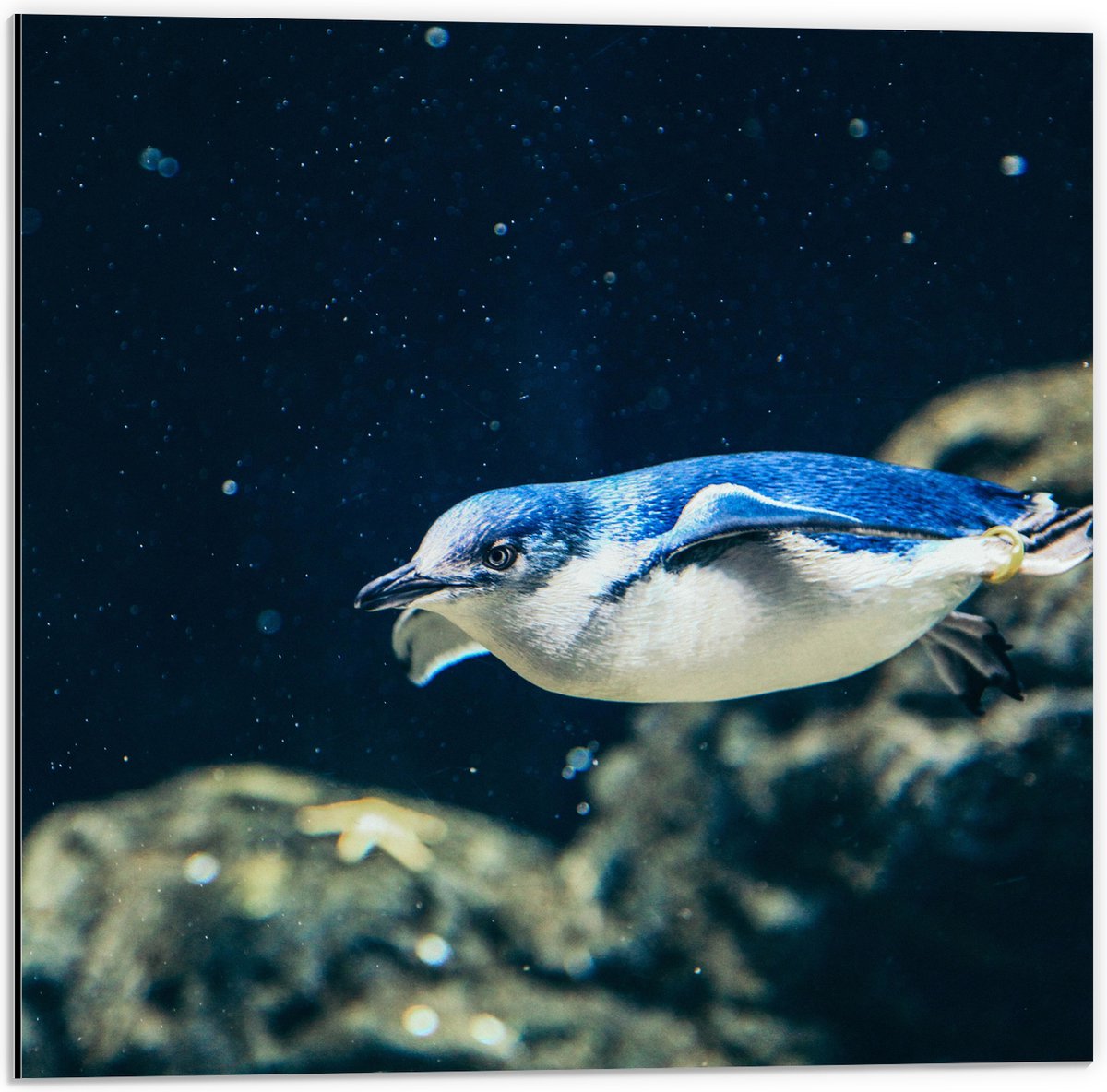 Dibond - Zwemmende Blauwe Pingïun door Aquarium - 50x50 cm Foto op Aluminium (Wanddecoratie van metaal)