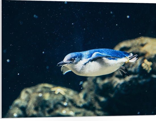 PVC Schuimplaat - Zwemmende Blauwe Pingïun door Aquarium - 80x60 cm Foto op PVC Schuimplaat (Met Ophangsysteem)