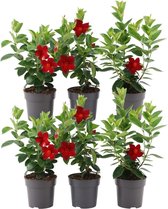 Plantes par Frank - 6 x Mandeville rouge - Dipladenia Rouge Ø12 cm - ↨25 cm - Convient comme plante grimpante, suspension et arbuste - Plantes Mandevilla - Plantes de jardin à fleurs