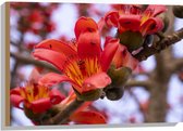 Hout - Rode Bloeiende Bloemen aan Indische kapokboom - 75x50 cm - 9 mm dik - Foto op Hout (Met Ophangsysteem)