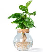 WL Plants - Hydroponique - Monstera Adansonii - Plante d'intérieur unique - Plante trouée - En boule de verre avec bouchon en liège - Très facile d'entretien - 12 cm de diamètre - ± 20 cm de haut