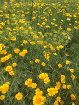 Veldbloemen zaad - Gele tinten 1 kilo - 500 m2 - Goudsbloem - bijen - vlinders - gele korenbloem – biodiversiteit - insecten
