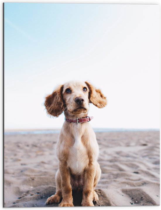 Dibond - Onschuldige Cocker Spaniel Puppy met Grote Oren op het Strand - 60x80 cm Foto op Aluminium (Met Ophangsysteem)