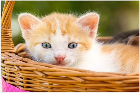 Poster (Mat) - Kleine Roodharige Kitten in Rieten Mandje - 75x50 cm Foto op Posterpapier met een Matte look