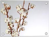 Tuinposter – Katoenplant vol met Witte Katoenbollen tegen Witte Achtergrond - 40x30 cm Foto op Tuinposter (wanddecoratie voor buiten en binnen)