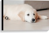 Canvas - Liggende Golden Retriever Puppy op de Vloer - 60x40 cm Foto op Canvas Schilderij (Wanddecoratie op Canvas)
