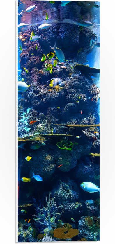PVC Schuimplaat- Verschillende Soorten Vissen Zwemmend Rond Koraal - 20x60 cm Foto op PVC Schuimplaat