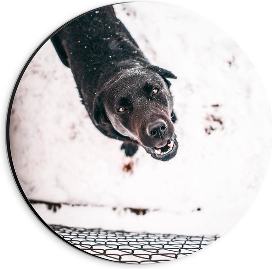 Dibond Muurcirkel - Omhoogkijkende Bruine Labrador spelend in de Sneeuw - 20x20 cm Foto op Aluminium Muurcirkel (met ophangsysteem)