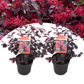 Plant in a Box - Loropetalum Ever Red - Set de 2 - Arbre à franges - Arbuste ornemental - Plante de jardin - Rustique - Pot 13 cm - Hauteur 25-35 cm