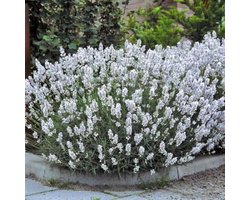 6 x Witte Lavendel - Vaste Planten - Tuinplanten Winterhard - Lavandula angustifolia Edelweiss in 9x9cm pot met hoogte 5-10cm