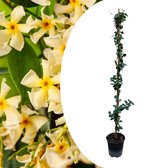 Plant in a Box - Trachelospermum jasminoides Star of Toscane - Jasmijn XL - Winterharde klimplant - Pot 17cm - Hoogte 110-120cm