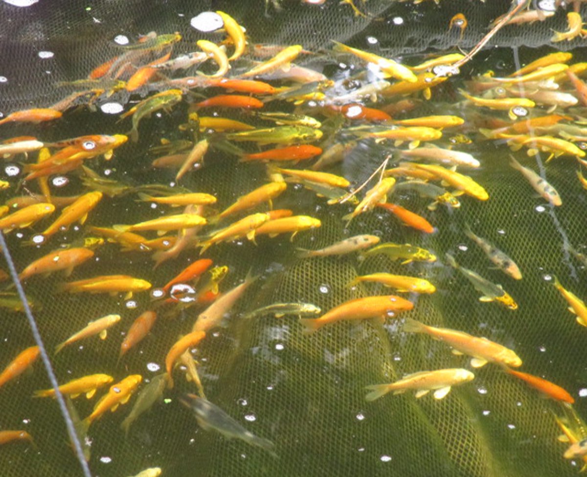 koivoer voor een goede groei 4,5 mm 15 liter met en proteïnegehalte van 40 % - visvoer - vissenvoer - vijvervoer - kleurvoer – koikorrel - korrels - voer - drijvend - koikarper – goudvis
