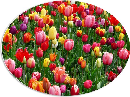 PVC Schuimplaat Ovaal - Tulpenveld met Gekleurde Tulpen - 68x51 cm Foto op Ovaal (Met Ophangsysteem)