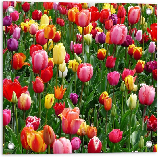Tuinposter – Tulpenveld met Gekleurde Tulpen - 50x50 cm Foto op Tuinposter (wanddecoratie voor buiten en binnen)