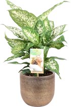 Dieffenbachia 'Compacta' in sierpot Mira (goudkleurig) ↨ 50cm - hoge kwaliteit planten