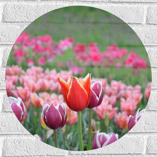 Muursticker Cirkel - Veld Vol Bloeiende Tulpen in Verschillende Kleuren Roze - 50x50 cm Foto op Muursticker