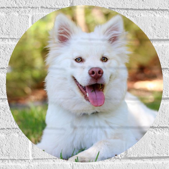 Muursticker Cirkel - Vrolijk Lachende Witte Puppy in Grasveld - 40x40 cm Foto op Muursticker