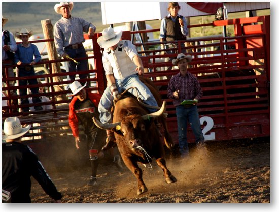 Stier in Rodeo - USA - Foto op Plexiglas 40x30
