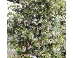 Sterjasmijn - Trachelospermum jasminoides 50-60 cm