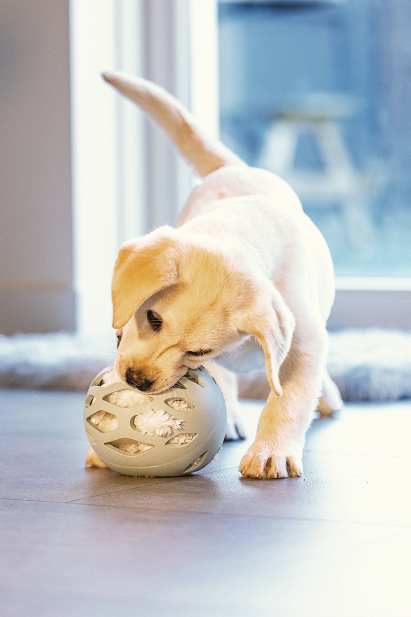 Beeztees Puppy Odoro Play Ball - Puppy Speelgoed - Puppy Speelbal - Hondenspeelgoed - Groen - 14x14x14 cm thumbnail 5