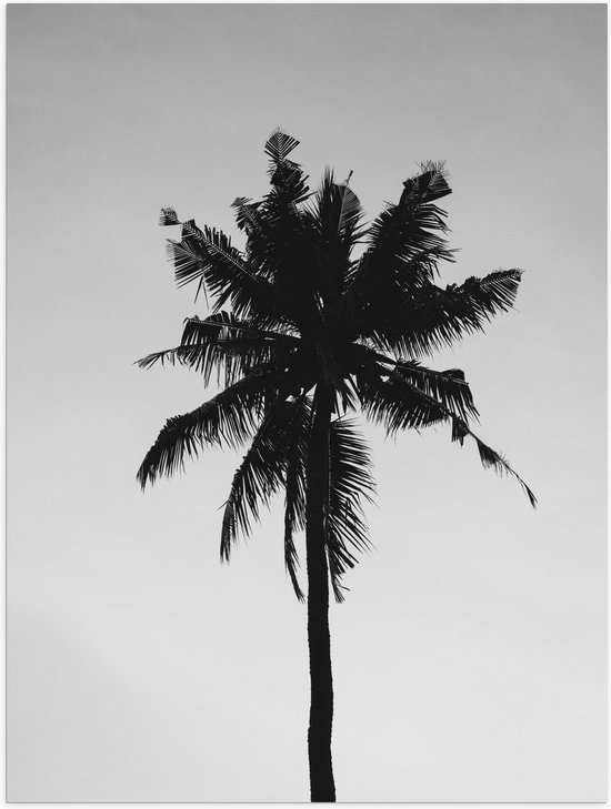 Poster Glanzend – Palmboom in het Zwart Wit - 30x40 cm Foto op Posterpapier met Glanzende Afwerking