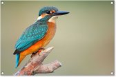 Tuinposter - Vogels - IJsvogel - Takken - Bomen - Blauw - Oranje - 90x60 cm - Wanddecoratie buiten - Schuttingposter - Tuindecoratie - Tuindoek - Buitenposter