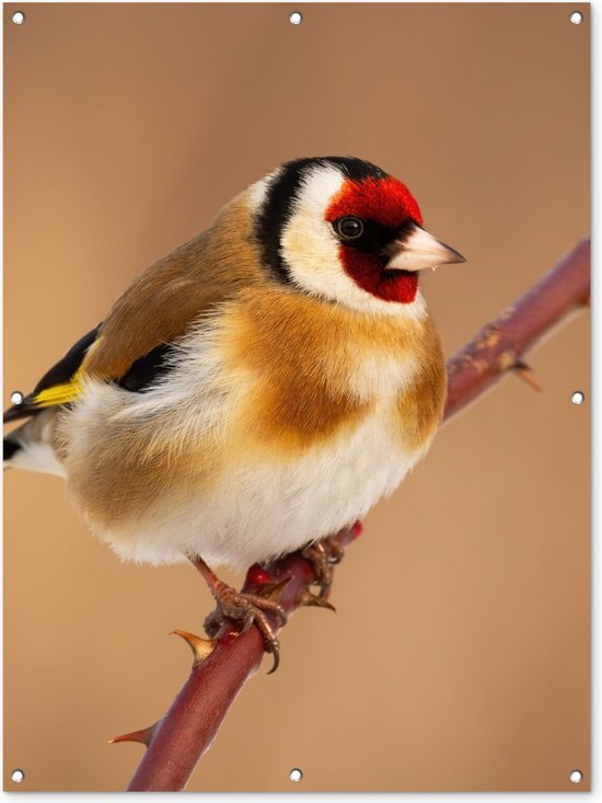 Tuinposter - Vogel - Putterje - Plant - Natuur - Rood 90x120 cm - Tuin decoratie - Wanddecoratie - Schuttingposter - Tuindoek - Buitenposter