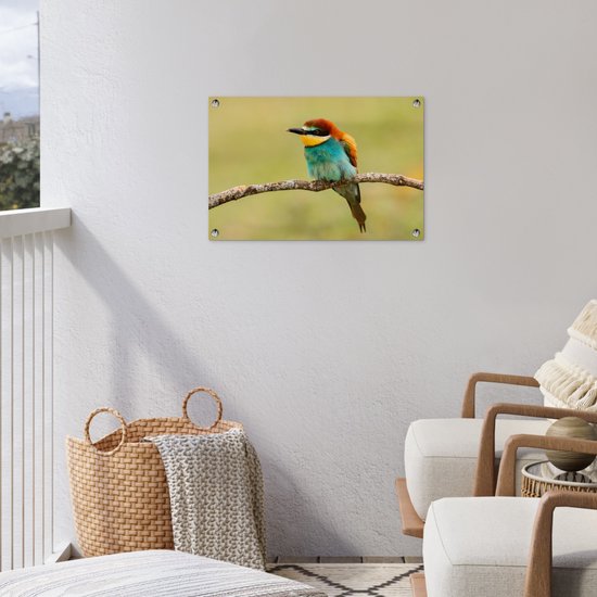 Affiche de Jardin Vogel - Guêpier - Animaux - 60x40 - Toile jardin - Affiche extérieure