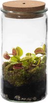 Bol.com Swampworld Weck Glas - Venus Vliegenval - Ecosysteem plant met lamp - 1 Vleesetende plant Venusvliegenvanger + Vleeseten... aanbieding