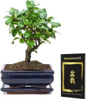 Bol.com Bonsaiworld Bonsai Boompje Bol-Vormig - 8 jaar oud - Hoogte 20-25 cm + Bonsai Boekje aanbieding