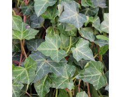Klimop - Hedera hibernica - 60-80 cm