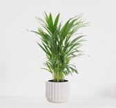 Areca in sierpot Liam Wit – luchtzuiverende kamerplant – eenvoudig te onderhouden Goudpalm - 55-70cm - Ø18 – geleverd met plantenpot – vers uit de kwekerij