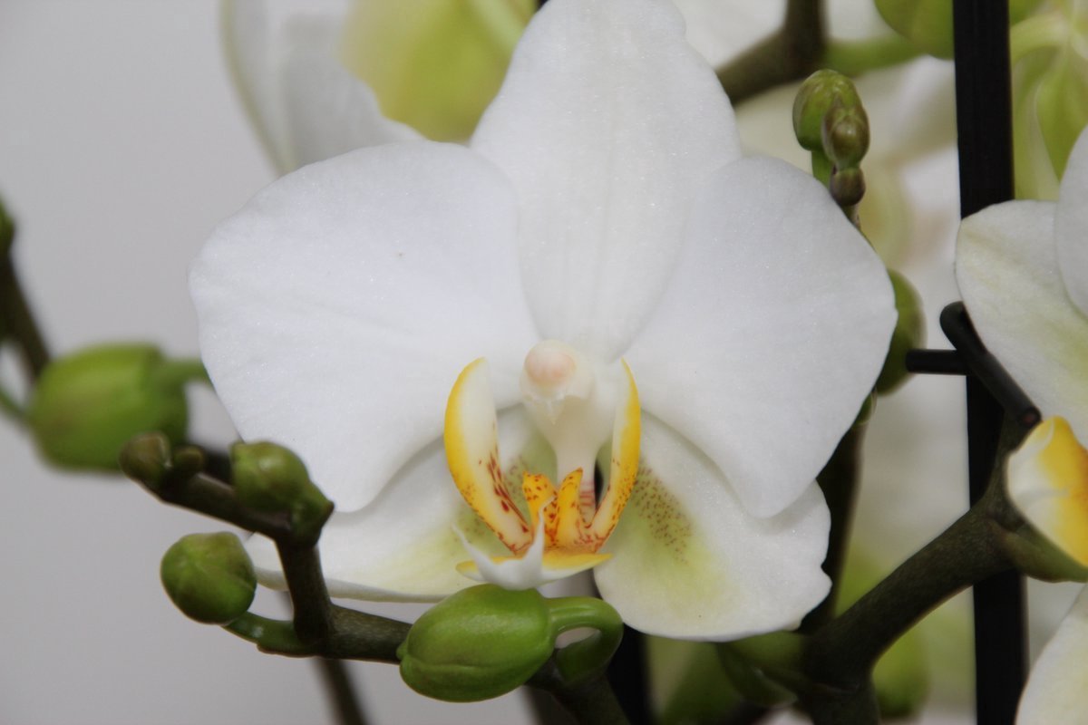 Orchidée Phalaenopsis Blanche - Gibraltar Minéral - Taille du Pot Ø9Cm
