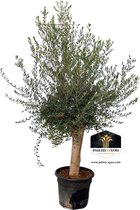 Olea europaea Florida 65 L - Olijfboom 40-45 cm - Hauteur du tronc 80-100 cm - Olijfboom méditerranéen pour Jardin et terrasse