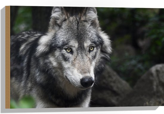 WallClassics - Hout - Wolf wegkijkend met Gele Ogen - 60x40 cm - 9 mm dik - Foto op Hout (Met Ophangsysteem)