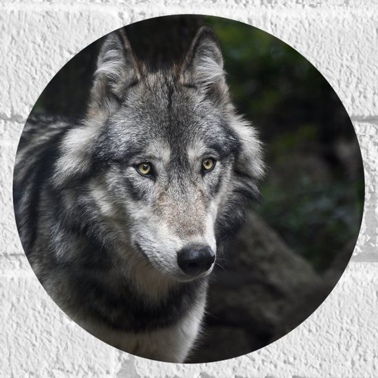 WallClassics - Muursticker Cercle - Loup regardant ailleurs avec des yeux jaunes - 20x20 cm Photo sur Muursticker
