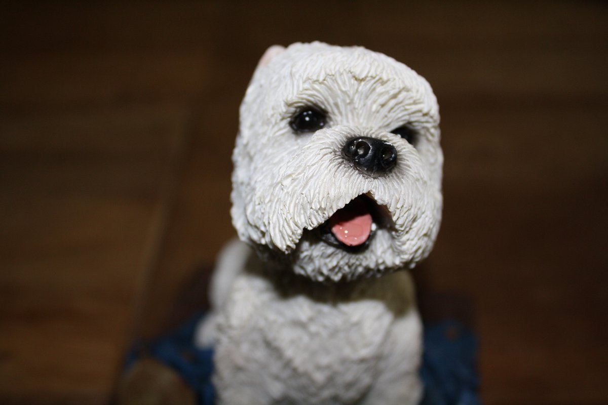 westhighland white terrier