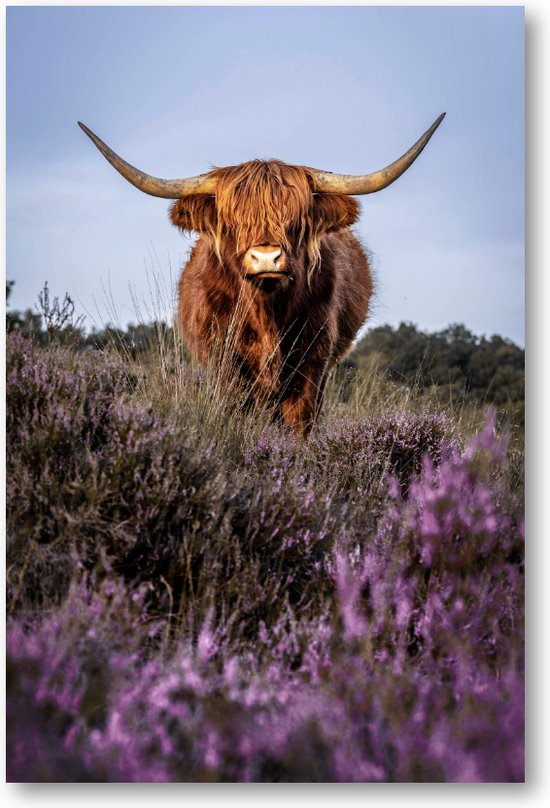 Schotse Hooglander - Foto Op Canvas 60x90