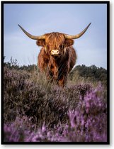 Schotse Hooglander - Fotoposter 30x40 met Lijst