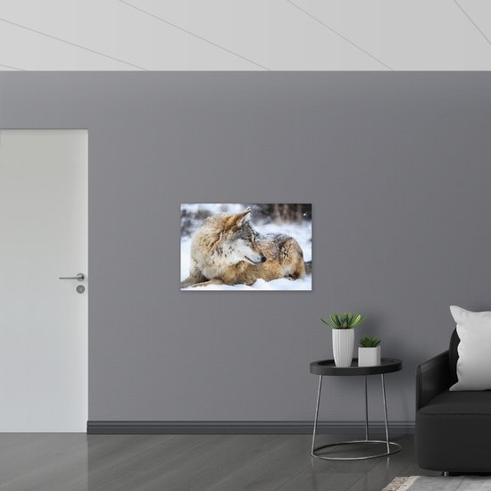 PVC Schuimplaat - Omkijkende Bruine Wolf liggend in Besneeuwd Bos - 90x60 cm Foto op PVC Schuimplaat (Met Ophangsysteem)
