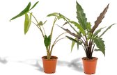Hello Plants Alocasia Zebrina & Alocasia Lauterbachiana - Ø 19 cm - Hoogte: 75 cm