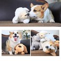 Corgi met knuffels: lammetje, olifant en hond. Liggend en zittend.