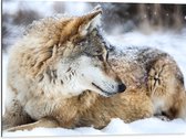 Dibond - Omkijkende Bruine Wolf liggend in Besneeuwd Bos - 80x60 cm Foto op Aluminium (Wanddecoratie van metaal)