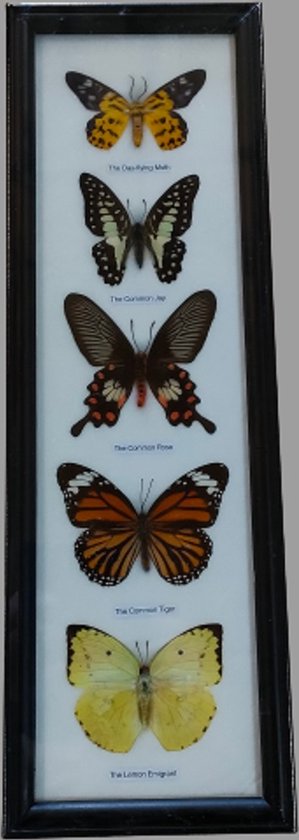 vlinder-vlinders in lijst-insect-insecten-echte vlinders-fotolijst