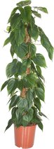 Plant in a Box - Philodendron scandens - XXL Groene kamerplant op mossstok - Perfect voor in de woonkamer! - Pot 27cm - Hoogte 150-160cm