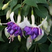 Garden Select - Fuchsia Deep Purple - 6 Planten - Paars / Wit - Potplant - Tuin- Terrasplant - Balkonplant - Overblijvend