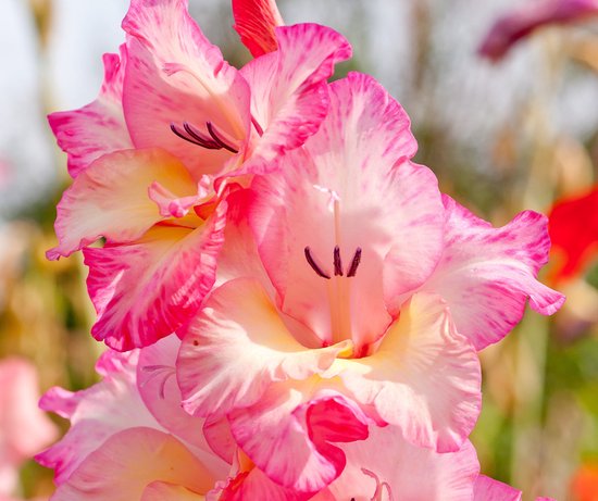 Gladiolen - Gladiolus - My Love - 10 stuks | bol.com