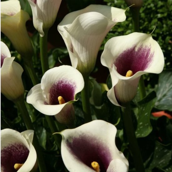 Bloembollen - Zomerbloeiers - Calla - Picasso - 5 stuks per tas - Knol - Snijbloem - Zantedeschia - Aronskelkfamile - Winterhard - Goede kwaliteit - Zantedeschia - Aronskelk - Mooie bloemen in je tuin