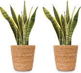 WL Plants - 2x Sansevieria Laurentii - Vrouwentong - Kamerplanten - Gemakkelijk Te Verzorgen - ± 40cm hoog – 12 cm diameter - In Bruine Mand