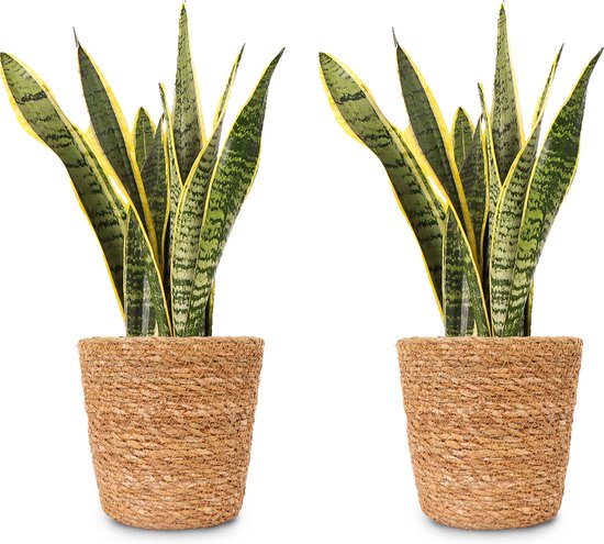 WL Plants - 2x Sansevieria Laurentii - Vrouwentong